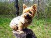 Yorkshire Terrier Foto: Dusty 7 Jahre während eines Walsspaziergangs (ID 10680) Yorkshire Terrier Hund