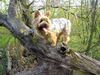 Yorkshire Terrier Foto: Dusty 7 Jahre während eines Walsspaziergangs (ID 10681) Yorkshire Terrier Hund