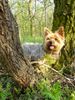 Yorkshire Terrier Foto: Dusty 7 Jahre während eines Walsspaziergangs (ID 10679) Yorkshire Terrier Hund