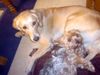Yorkshire Terrier Foto: Dusty und Ginger beim kuscheln (ID 2595) Yorkshire Terrier Hund