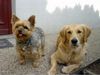 Yorkshire Terrier Hund