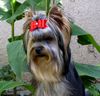 Yorkshire Terrier Foto: USHUAÏA DEÏS ORCHIDEÜS Ich spreche deutsch (ID 14709) Yorkshire Terrier Hund