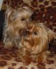 Yorkshire Terrier Foto: Dandy & Babett (ID 2302) Yorkshire Terrier Hund