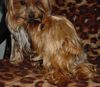 Yorkshire Terrier Foto: Dandy & Babett (ID 2303) Yorkshire Terrier Hund