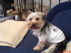 Yorkshire Terrier Foto: mokka trägt ihr lieblingsshirt (ID 29895) Yorkshire Terrier Hund