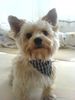 Yorkshire Terrier Foto: Pegasus mal mt Halstuch (ID 37800) Yorkshire Terrier Hund