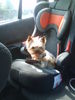 Yorkshire Terrier Foto: Mein Platz im Auto (ID 44279) Yorkshire Terrier Hund