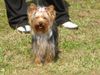 Yorkshire Terrier Foto: Unsere Lilly (ID 28882) Yorkshire Terrier Hund