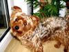 Yorkshire Terrier Foto: der dino (ID 9445) Yorkshire Terrier Hund