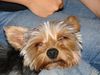 Yorkshire Terrier Foto: jetzt bin ich müde... (ID 42067) Yorkshire Terrier Hund
