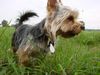 Yorkshire Terrier Hund