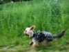 Yorkshire Terrier Foto: Let´s fetz! (ID 42068) Yorkshire Terrier Hund