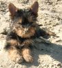 Yorkshire Terrier Foto: Lotta nach dem spielen im Sand;-) (ID 39160) Yorkshire Terrier Hund