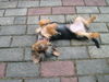 Yorkshire Terrier Foto: Lotta - Jetzt erstmal Pause (ID 39161) Yorkshire Terrier Hund