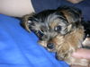 Yorkshire Terrier Foto: verschmust (ID 29816) Yorkshire Terrier Hund