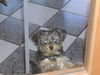Yorkshire Terrier Foto: der Adonis ganz neugierig durch Glastür (ID 29815) Yorkshire Terrier Hund