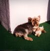 Yorkshire Terrier Foto: Daisy (ID 19818) Yorkshire Terrier Hund