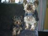 Yorkshire Terrier Foto: re. Chicco, li. sein Sohn Chester...unsere ganze Freude...wobei der Sohn mittlerweile doppelt so groß ist, wie sein Vater! (ID 10839) Yorkshire Terrier Hund