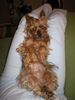 Yorkshire Terrier Foto: Stiene (ID 27753) Yorkshire Terrier Hund