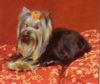 Yorkshire Terrier Foto: YORKIEMANIA (ID 16403) Yorkshire Terrier Hund