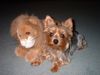 Yorkshire Terrier Foto: Ich und mein Plüschi... (ID 5260) Yorkshire Terrier Hund