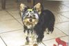 Yorkshire Terrier Foto: Freddy-Wuff (ID 22301) Yorkshire Terrier Hund