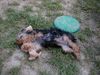 Yorkshire Terrier Foto: Giacomo (ID 5091) Yorkshire Terrier Hund