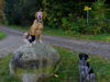 Yorkshire Terrier Foto: Biewer Yorkie mit meinen Mischlingen Gina und Roxy (ID 43170) Yorkshire Terrier Hund
