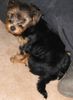 Yorkshire Terrier Foto: Gismo mit 10 Wochen (ID 22031) Yorkshire Terrier Hund