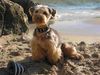 Yorkshire Terrier Foto: Gismo am Strand von Mallorca 04 (ID 22013) Yorkshire Terrier Hund
