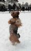 Yorkshire Terrier Foto: Gismo liebt Schnee (ID 45704) Yorkshire Terrier Hund