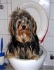 Yorkshire Terrier Foto: Gismo beim Toilettengang (ID 14445) Yorkshire Terrier Hund