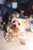 Yorkshire Terrier Foto: Hallo hier kommt Gismo (ID 13467) Yorkshire Terrier Hund