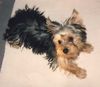 Yorkshire Terrier Foto: Damals als ich noch jugendlich war!!! (ID 13470) Yorkshire Terrier Hund