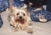 Yorkshire Terrier Foto: Huch wer kommt denn jetzt? (ID 13469) Yorkshire Terrier Hund