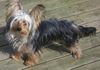 Yorkshire Terrier Foto: Gizmo the Yorkshireterrier (ID 2839) Yorkshire Terrier Hund