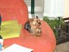 Yorkshire Terrier Foto: Hat mich jemand gerufen? (ID 7669) Yorkshire Terrier Hund