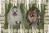 Yorkshire Terrier Foto: Unser erster Pokal (ID 8251) Yorkshire Terrier Hund