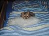 Yorkshire Terrier Foto: Habe ich ein gemütliches Kissen (ID 8252) Yorkshire Terrier Hund