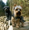 Yorkshire Terrier Foto: Bonny (Tibet-Terrier) und RITSCHI (ID 38443) Yorkshire Terrier Hund