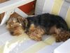Yorkshire Terrier Foto: Cesar der Sonnenanbeter (ID 40193) Yorkshire Terrier Hund