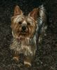 Yorkshire Terrier Foto: Bingo (ID 5785) Yorkshire Terrier Hund