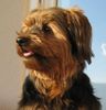 Yorkshire Terrier Foto: Yoiki aus Belgien (ID 36154) Yorkshire Terrier Hund