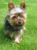 Yorkshire Terrier Foto: (Geb. 01.01.2006, Foto vom 01.07.2007) (ID 39810) Yorkshire Terrier Hund