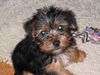 Yorkshire Terrier Foto: Felix mit 14 Wochen (ID 14442) Yorkshire Terrier Hund