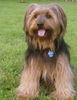 Yorkshire Terrier Foto (ID 39290) Yorkshire Terrier Hund