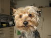 Yorkshire Terrier Foto: Archie (ID 37341) Yorkshire Terrier Hund
