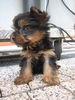 Yorkshire Terrier Foto: erter Tag mit Rocky (ID 35792) Yorkshire Terrier Hund