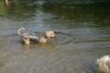 Yorkshire Terrier Foto: soll ich ins Wasser ? (ID 23823) Yorkshire Terrier Hund