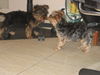 Yorkshire Terrier Foto: Rocky küsst Shila (ID 35795) Yorkshire Terrier Hund